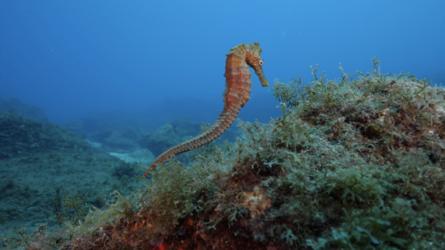 Una treintena de expertos mundiales se reúnen en Gran Canaria para liderar la estrategia global de conservación de caballitos de mar