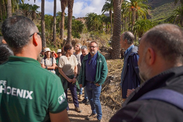 El proyecto europeo LIFE Phoenix evalúa en Gran Canaria el avance de la restauración de los palmerales autóctonos