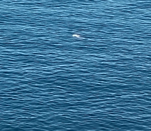 Aparece flotando un cuerpo en la costa de Mogán