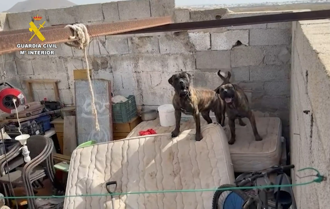 Investigada en Arrecife la dueña de dos Presa Canario tras atacar a una vecina y matar a su mascota