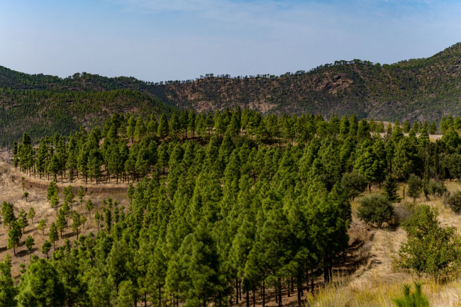 El Consejo de Gobierno Insular da luz verde al Plan de Ordenación de los Recursos Naturales Nublo-Tamadaba y a su Estudio Ambiental Estratégico