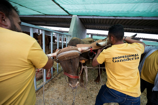 El Cabildo mantiene su impulso al desarrollo del sector ganadero de Gran Canaria con la concesión de 188.000 euros en ayudas en 2026