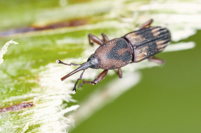 El proyecto LIFE Phoenix organiza una jornada formativa en Maspalomas sobre buenas prácticas para el control de la plaga Diocalandra frumenti en palmeras